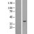 Western Blot: Caspase 4 Lysate [NBL1-08713] - Western Blot experiments. 
Left-Control; Right -Over-expression Lysate for CASP4